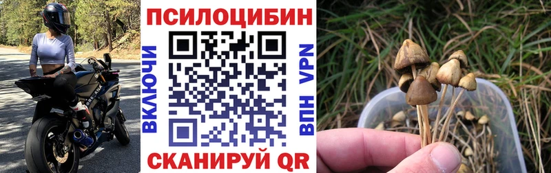 Купить  Заполярный  Псилоцибиновые грибы MAGIC MUSHROOMS 